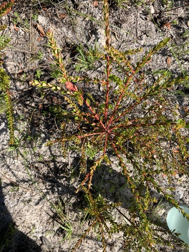 Vaccinium myrsinites (Shiny blueberry) (alternate view 4)