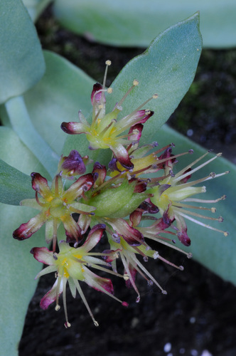 Rhodiola integrifolia (western roseroot) (alternate view 4)