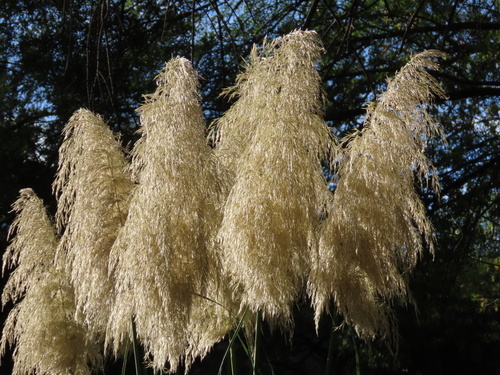 Cortaderia selloana (Pampas Grass)