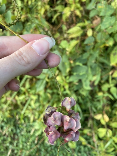 Apios americana (American groundnut) (alternate view 9)