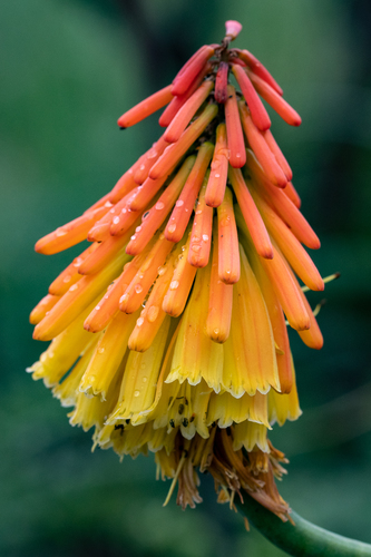Kniphofia uvaria (Red Hot Poker) (alternate view 5)