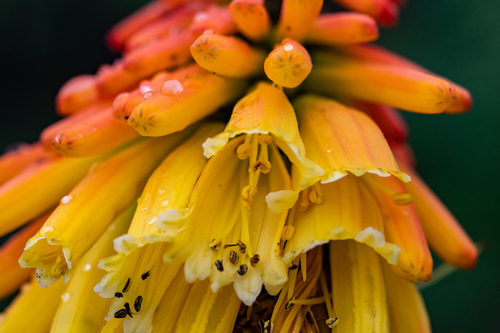 Kniphofia uvaria (Red Hot Poker) (alternate view 4)