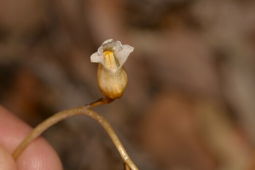 Gastrodia sesamoides (Cinnamon Bells) (alternate view 10)