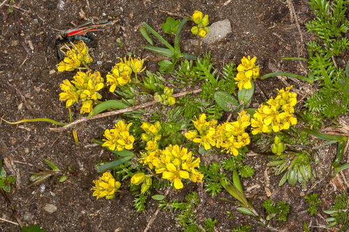 Draba aizoides (Yellow Whitlow Grass)