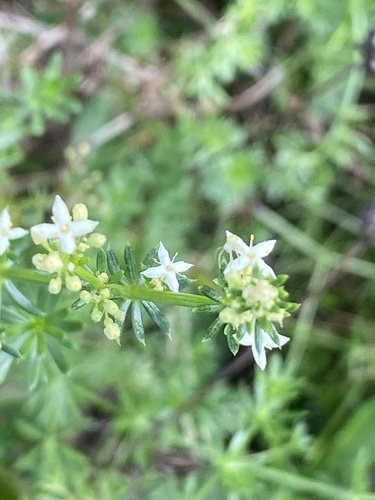 Galium album (white bedstraw)