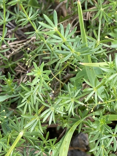Galium album (white bedstraw)