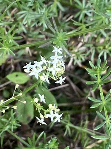 Galium album (white bedstraw)