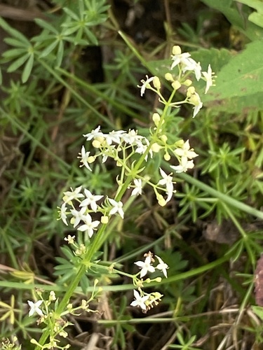 Galium album (white bedstraw)