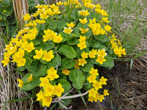 Caltha palustris (marsh marigold)