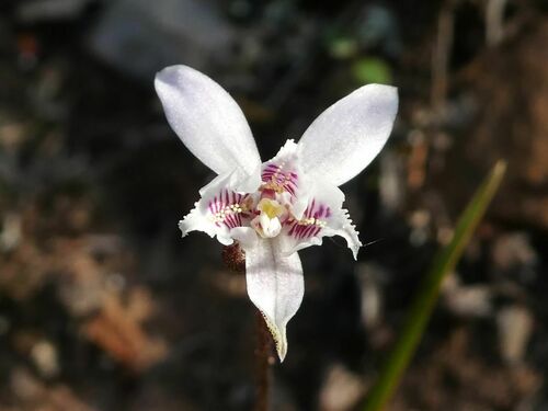 Caladenia fuscata (Dusky Fingers) (alternate view 2)