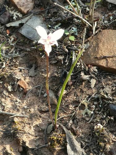 Caladenia fuscata (Dusky Fingers) (alternate view 4)