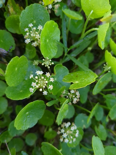 Hydrocotyle umbellata (manyflower marshpennywort) (alternate view 9)