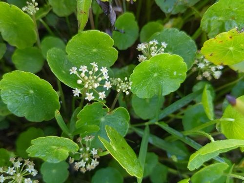 Hydrocotyle umbellata (manyflower marshpennywort) (alternate view 10)