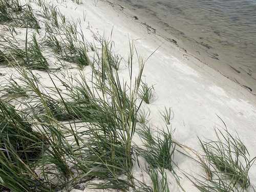 Uniola paniculata (sea oats)
