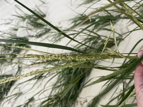 Uniola paniculata (sea oats) (alternate view 2)
