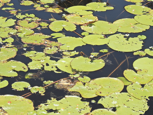 Nymphoides indica (Water Snowflake) (alternate view 6)