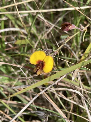 Bossiaea prostrata (creeping bossiaea) (alternate view 3)