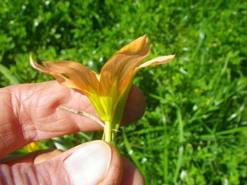 Moraea flaccida (Great Tulip) (alternate view 4)