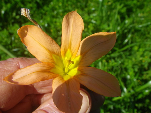 Moraea flaccida (Great Tulip) (alternate view 3)