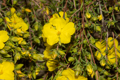 Hibbertia devitata (Smooth Guinea-flower) (alternate view 2)
