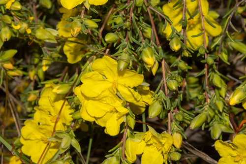 Hibbertia devitata (Smooth Guinea-flower) (alternate view 3)