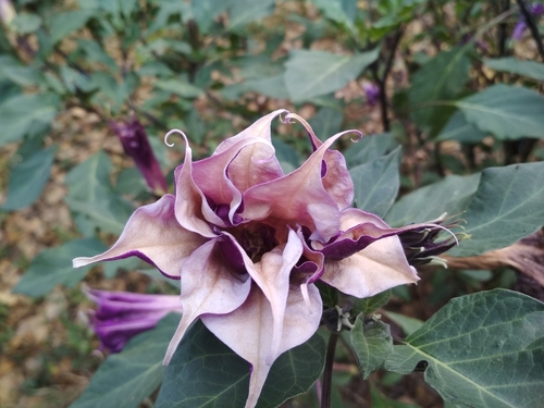 Datura metel (Devil's Trumpet Plant)