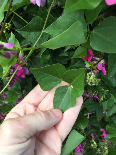 Dipogon lignosus (Okie bean) (alternate view 5)
