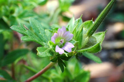 Geranium carolinianum (Carolina crane's-bill)