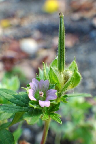 Geranium carolinianum (Carolina crane's-bill)