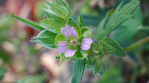 Geranium carolinianum (Carolina crane's-bill)