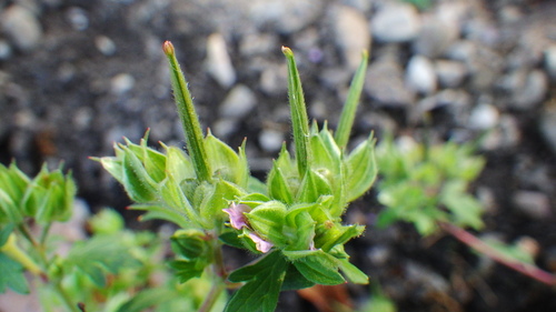 Geranium carolinianum (Carolina crane's-bill)