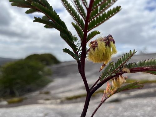 Paraserianthes lophantha (Plume Albizia)