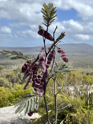 Paraserianthes lophantha (Plume Albizia) (alternate view 2)