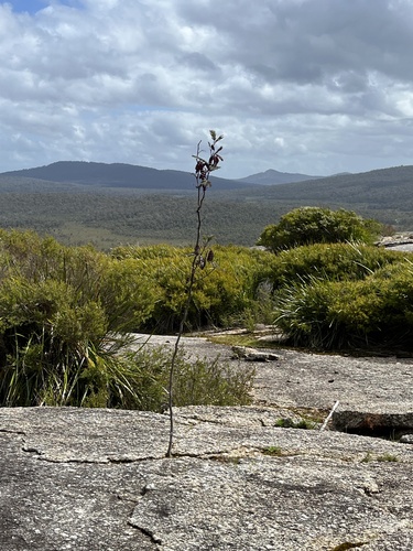 Paraserianthes lophantha (Plume Albizia) (alternate view 3)