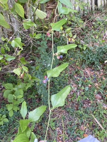 Smilax auriculata (Earleaf Greenbrier)