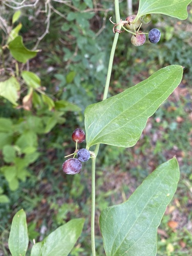 Smilax auriculata (Earleaf Greenbrier) (alternate view 2)