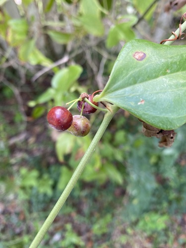 Smilax auriculata (Earleaf Greenbrier) (alternate view 3)