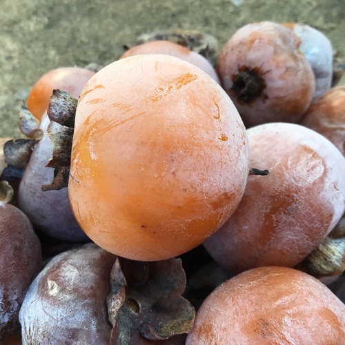 Diospyros virginiana (American Persimmon)