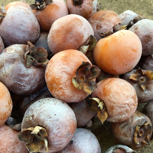 Diospyros virginiana (American Persimmon)