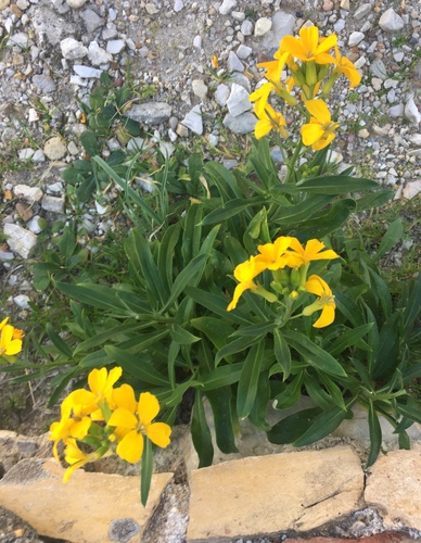 Erysimum × cheiri (Wallflower) (alternate view 12)