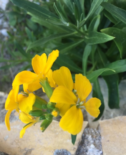 Erysimum × cheiri (Wallflower) (alternate view 13)