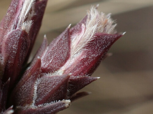 Liatris punctata (dotted gayfeather) (alternate view 10)
