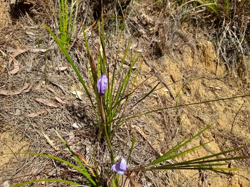 Patersonia occidentalis (Purple Flag)
