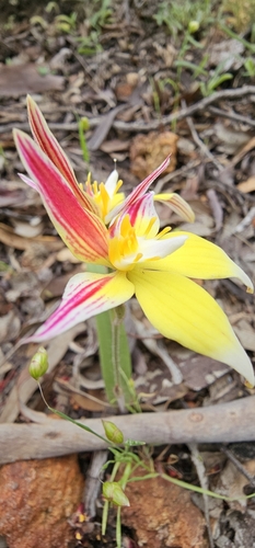 Caladenia flava (Cowslip Orchid) (alternate view 6)