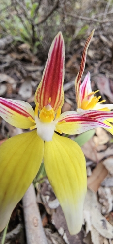 Caladenia flava (Cowslip Orchid) (alternate view 7)