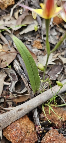 Caladenia flava (Cowslip Orchid) (alternate view 8)