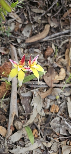 Caladenia flava (Cowslip Orchid) (alternate view 9)