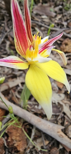 Caladenia flava (Cowslip Orchid) (alternate view 10)
