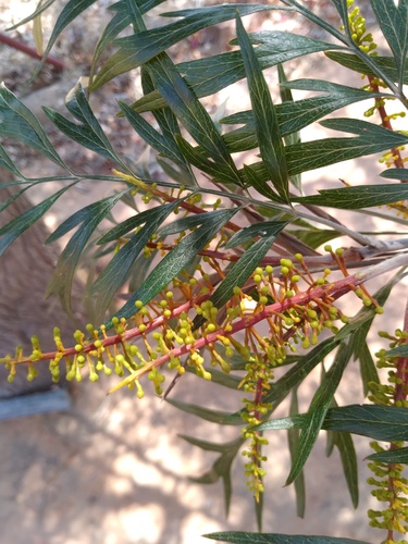 Grevillea robusta (silk oak) (alternate view 2)