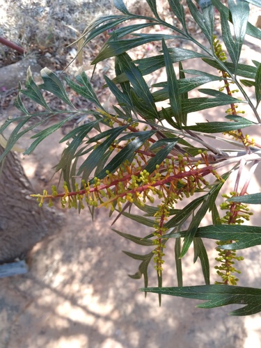 Grevillea robusta (silk oak)